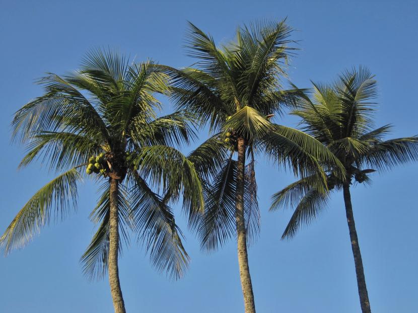 Ilustrasi pohon kelapa. Dinas Perkebunan Sulawesi Utara (Sulut) akan melakukan peremajaan tanaman kelapa di sejumlah sentra produksi untuk meningkatkan produktivitas komoditas ini.