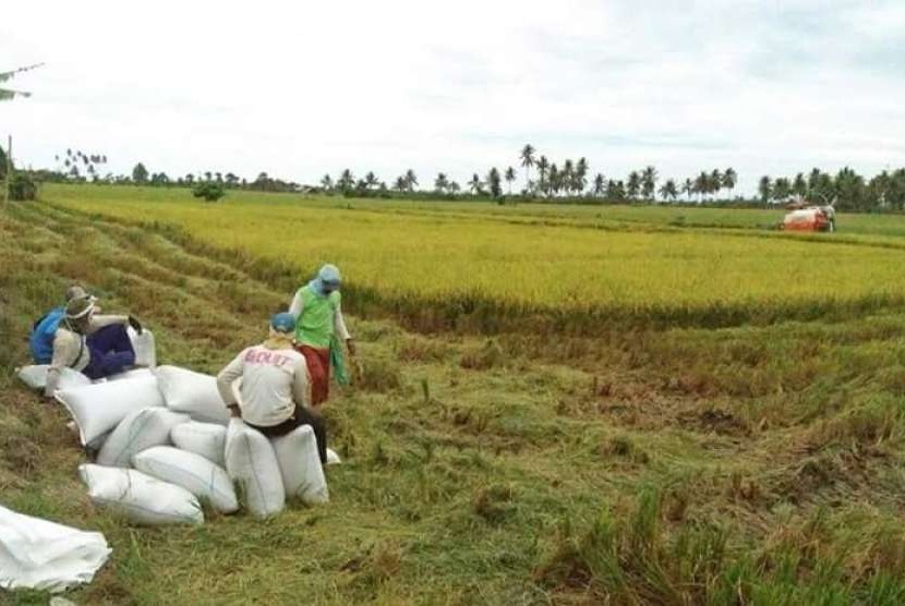 Ilustrasi produksi beras di tingkat petani