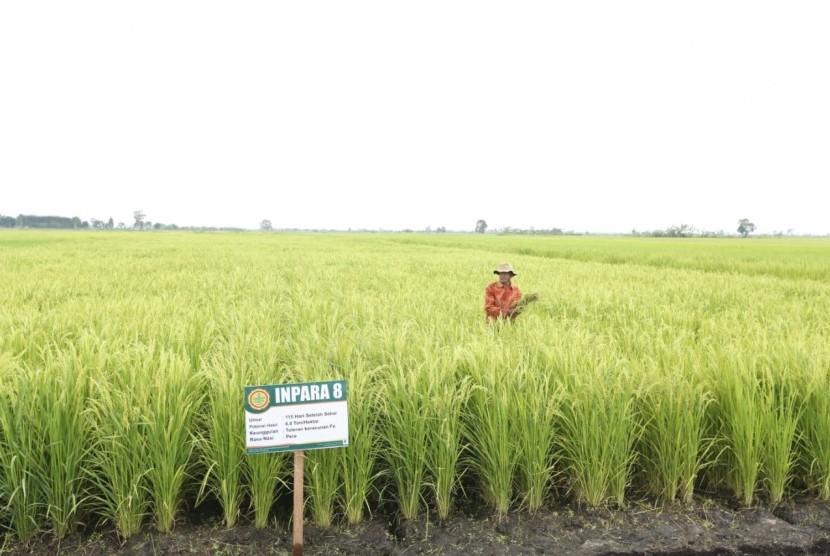 Ilustrasi tanaman padi yang siap panen