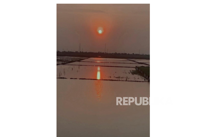 ilustrasi sawah petani.