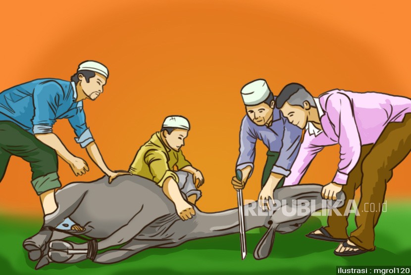 DKPP Belitung Latih Juru Sembelih Halal Sambut Idul Adha. Ilustrasi Sembelih Sapi