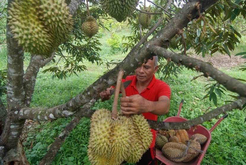 Ilustrasi sentra kebun durian. 