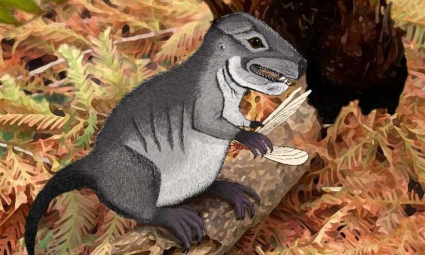 Ilustrasi tikus purba Kataigidodon venetus yang berusia 220 juta tahun.