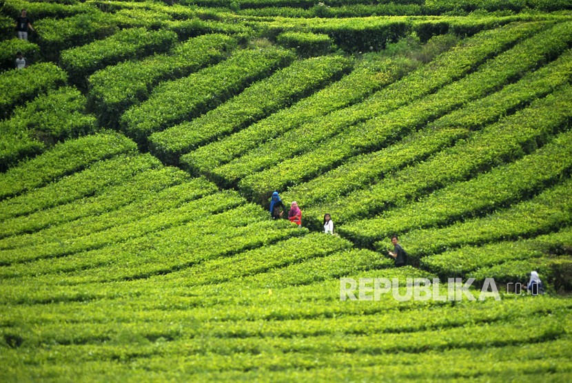 Ilustrasi Wisatawan mengunjungi area perkebunan teh PT Perkebunan Nusantara.
