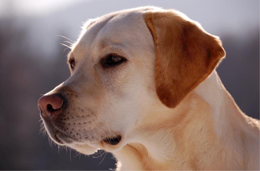 Seekor Anjing Mengadu kepada Rasulullah