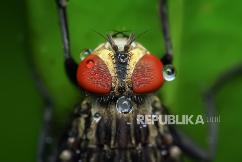 ILUSTRASI Lalat