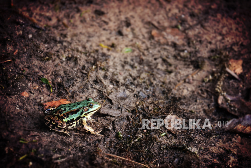 ILUSTRASI Katak