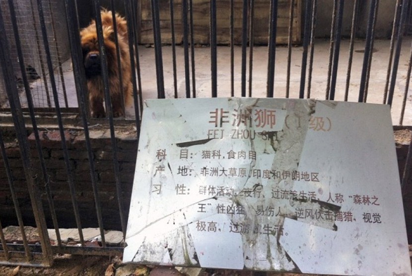 In this photo taken Monday Aug. 12, 2013, a Tibetan mastiff looks out from a cage near a sign which reads 