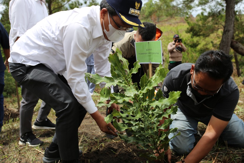 INALUM Operating, bagian dari BUMN Holding Industri Pertambangan MIND ID menanam 500 bibit Macadamia di Desa Marbun Tongga Marbun Dolok, Kecamatan Bukit Raja, Kabupaten Humbang Hasundutan, Provinsi Sumatera Utara pada 28 November 2021. 