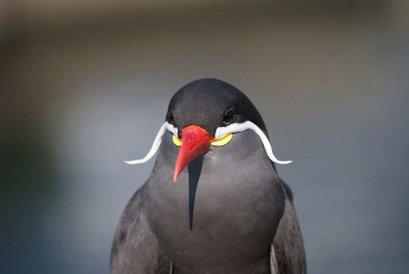 Inca Tern