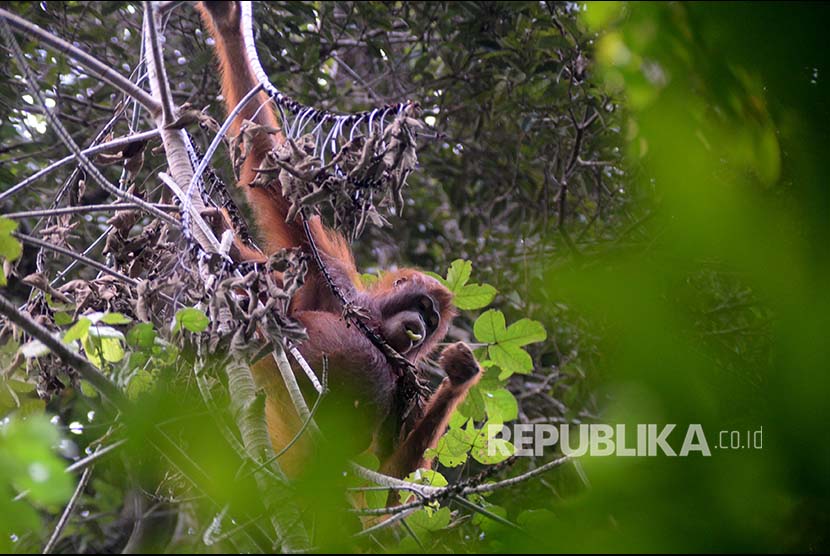 Individu Orangutan tampak di hutan / Ilustrasi 