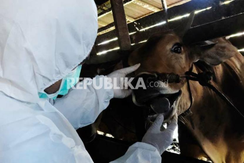 Indonesia darurat wabah penyakit mulut dan kuku (PMK). 