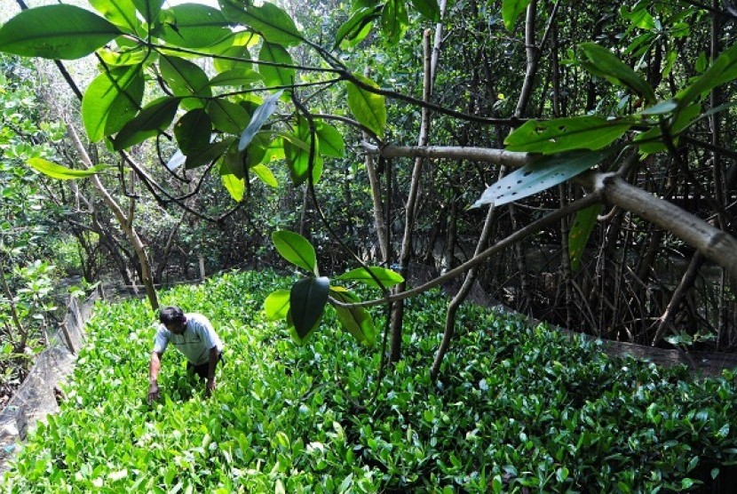 Indonesia has 88 species of mangrove. (illustration)