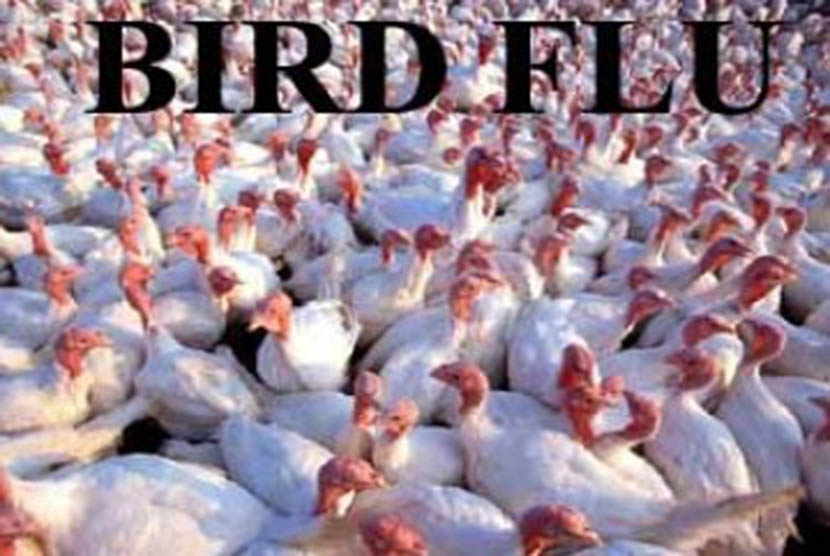 Indonesia reports the first two cases of bird flu to WHO (ilustration).