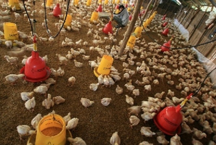 Poultry (illustration)  