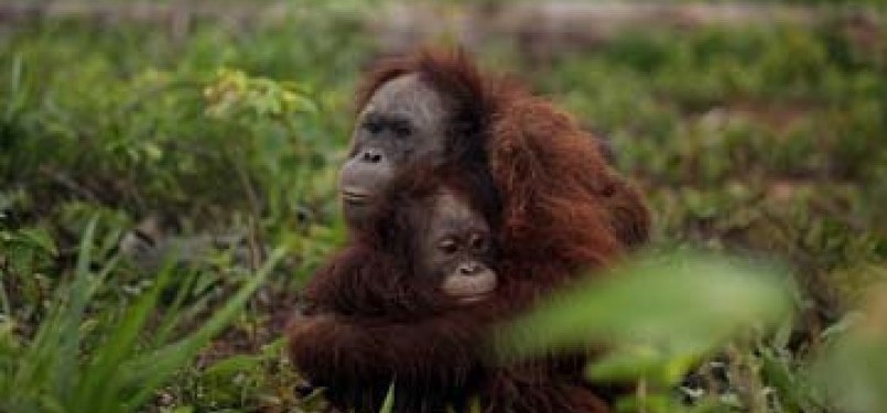 Induk dan anak orangutan yang terancam