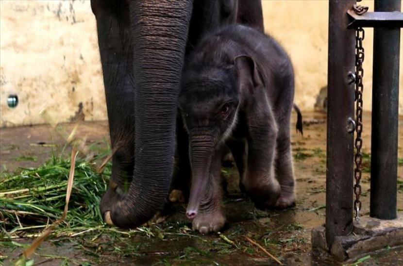 Gajah sumatera yang dievakuasi akibat menjadi korban jerat, melahirkan bayi gajah betina secara normal di Pusat Latihan Gajah (PLG) Minas, Kabupaten Siak, Provinsi Riau pada Jumat (18/9). Ini merupakan kelahiran anak gajah binaan Balai Besar KSDA Riau yang kedua pada 2020.