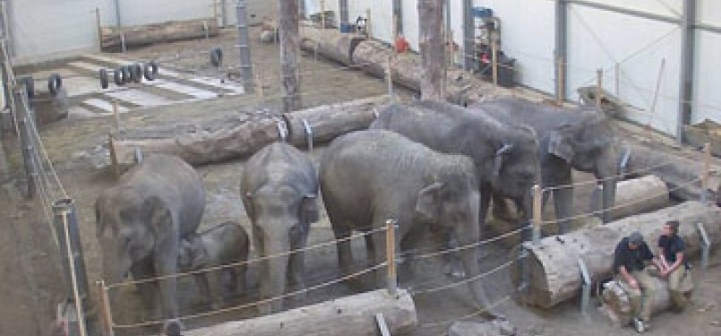 Induk gajah mengelus bayinya yang mati