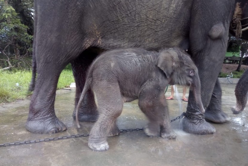 Induk Gajah Sumatra bernama Bunga sedang menyusui bayinya yang baru lahir di Pusat Latihan Gajah Taman Nasional Way Kambas Lampung, Kamis (28/3). 