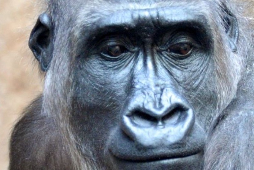 Induk gorila Kumili yang berada di Kebun Binatang Leipzig di Jerman Timur.