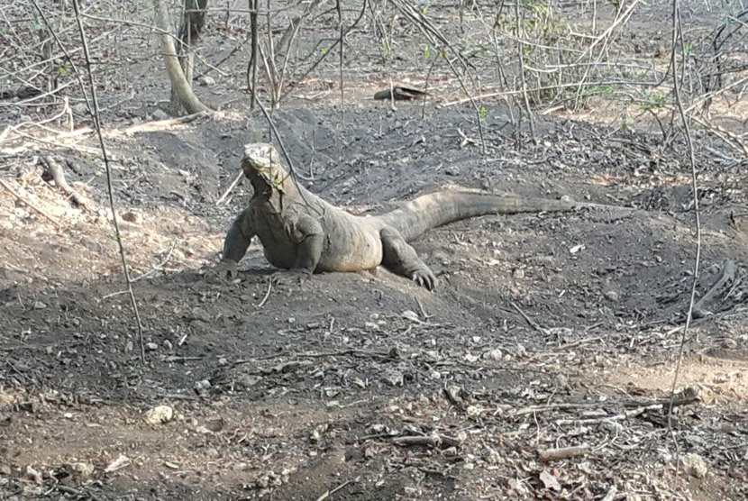 Pulau Komodo