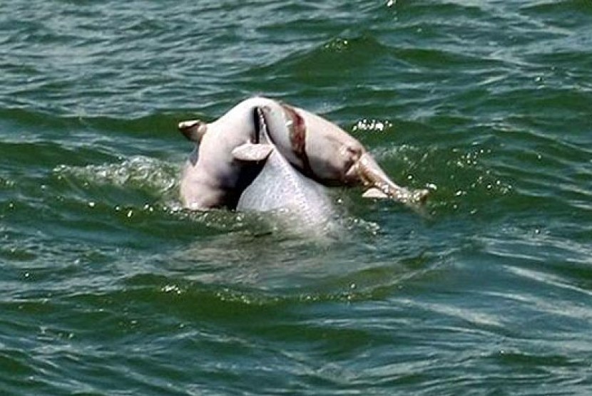 Induk lumba-lumba menggendong bayinya yang telah mati.