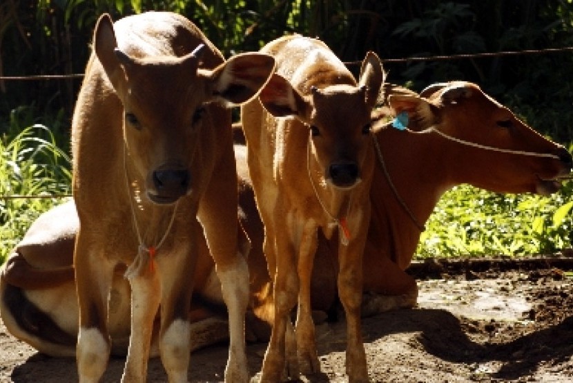 Setiap petani yang memiliki dua ekor sapi mampu menghasilkan biogas sebanyak satu metrik per hari untuk memenuhi kebutuhan listrik dan kompor gas warga.Foto ilustrasi sapi.