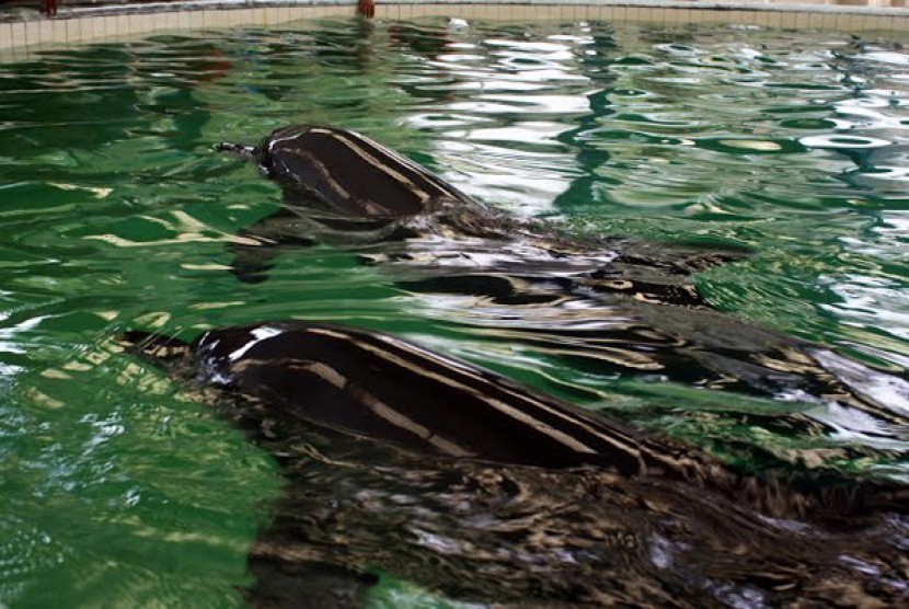 Indukan lumba-lumba Puji sedang mengiringi sang bayi untuk berenang mengitari kolam. Hal tersebut dilakukan untuk mengajari sang bayi cara berenang mengikuti dan melawan arus air, Kamis (8/5).
