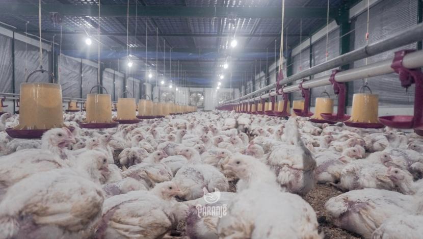 Industri peternakan ayam broiler.