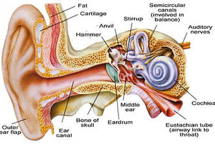 Infeksi telinga (Ilustrasi).