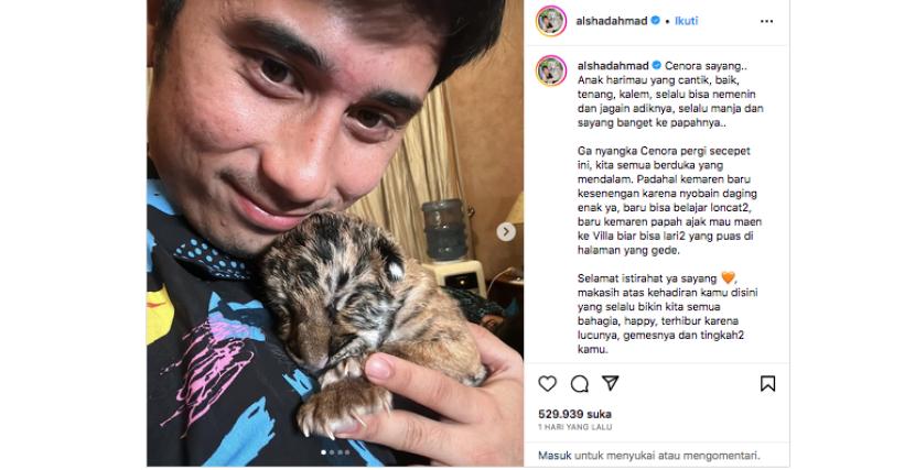 Influencer Alshad Ahmad mengunggah kabar kematian anak harimau benggala peliharaannya di Instagram.