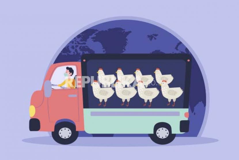 Infografis Ekspor Ayam. Peternak ayam ras menyambut positif atas terbukanya ekspor perdana ayam ke Singapura. Sebab, kemampuan ekspor menunjukkan suplai dalam negeri mencukupi sehingga tidak membutuhkan suplai impor.