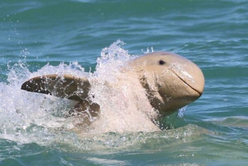 Ini adalah pertama kalinya lumba-lumba snubfin yang langka terlihat di luar Australia.