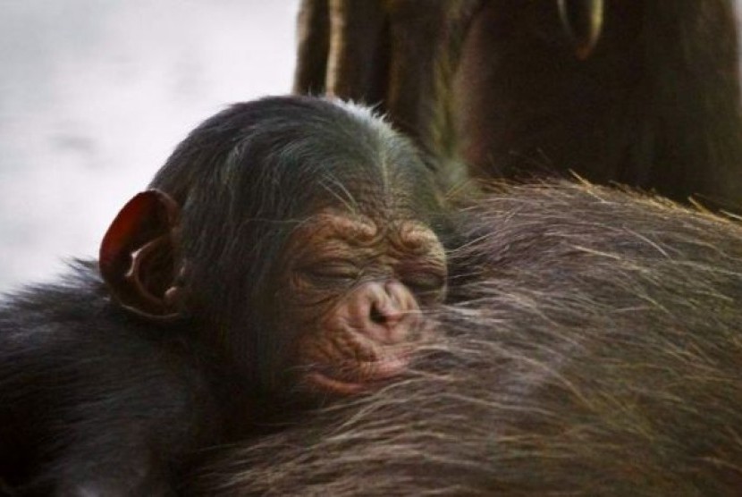  Ini adalah simpanse pertama yang lahir di Queensland sejak era 1970 dan simpanse pertama bagi Kebun Binatang Rockhampton.