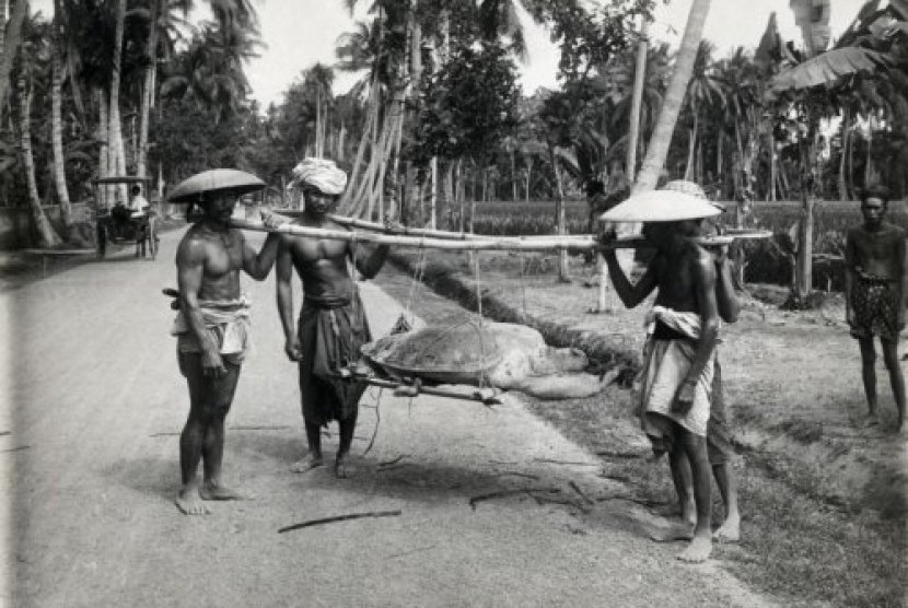 Inlander (pribumi) mengangkut penyu di Jawa Barat pada tahun 1900.