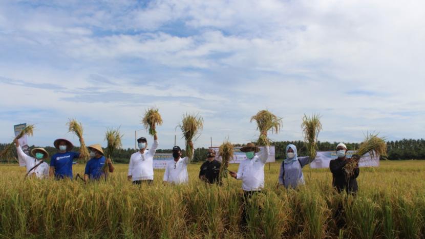 Intani bersama TaniHub Group dan mitra  menggelar panen raya padi di Ujung Genteng, Sukabumi Selatan, Ahad  (7/3).