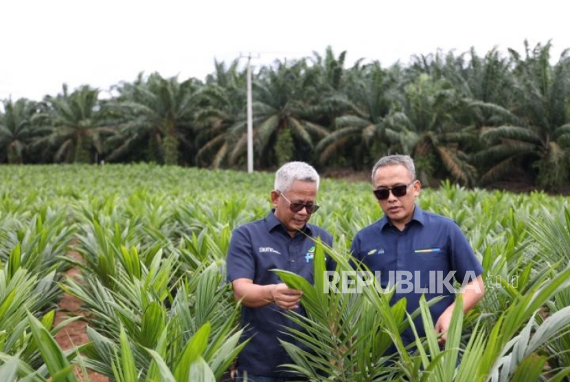 Intercropping padi gogo di lahan Peremajaan Sawit Rakyat (PSR) dinilai menjadi salah satu solusi inovatif untuk mendukung swasembada beras.