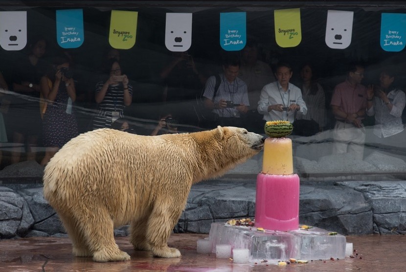 Inuka, Beruang Kutub di Singapore Zoo yang memasuki usia 25 tahun pada tahun ini