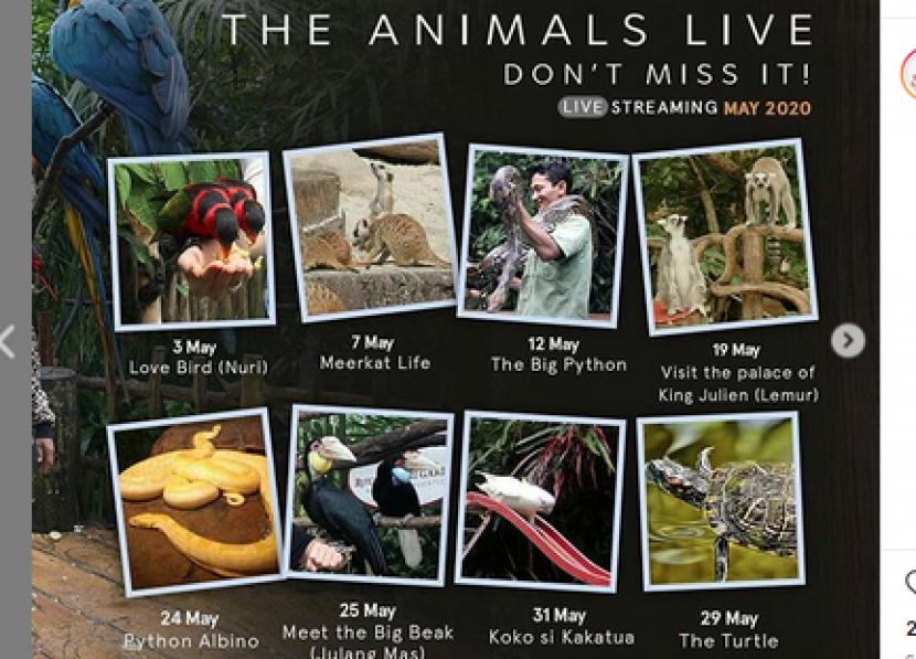 Jadwal live streaming Royal Safari Garden.