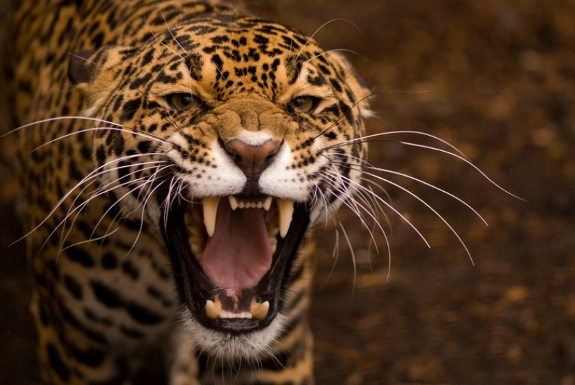 Jaguar (ilustrasi)