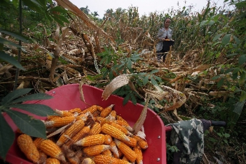 jagung