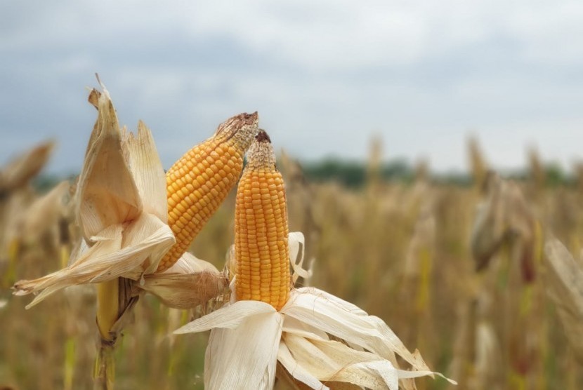 Jagung.