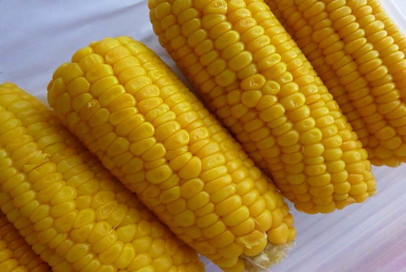 Terkeren 19 Gambar Jagung Manis  Sugriwa Gambar 