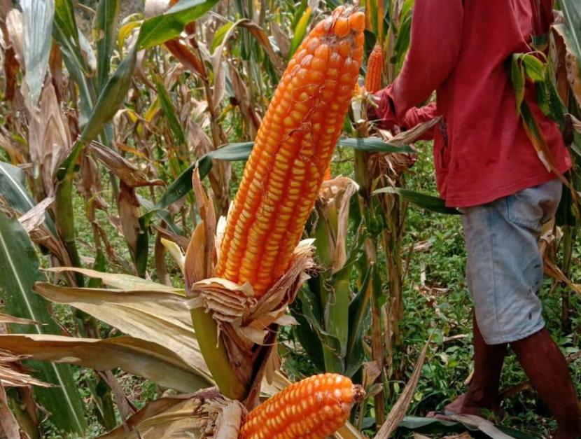 Bibit unggul jagung hibrida Kementan mampu berproduksi hingga 13,7 ton per hektare. Ilustrasi.
