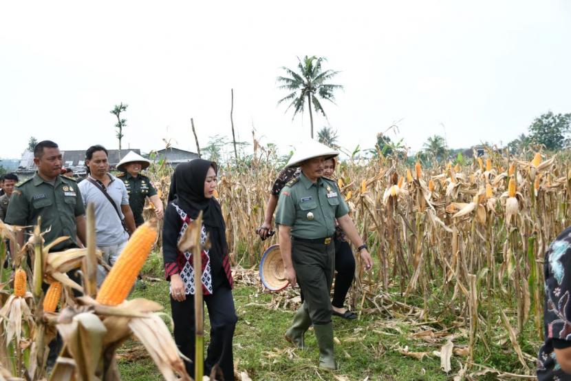 Jajaran Forkopimda Kabupaten Purbalingga melakukan panen raya jagung secara simbolis di Dusun Banyumudal, Desa Bojongsari Kecamatan Bojongsari, Kamis (8/12/22). 