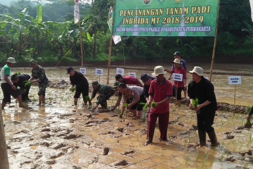 Jajaran pejabat dari Dinas Pangan dan Pertanian Kabupaten Purwakarta, serta dibantu unsur TNI dan Polri, menanam padi varietas Inpari 32, di Desa Nagrak, Kecamatan Darangdan, Jumat (7/12). Foto: Ita Nina Winarsih/Republika