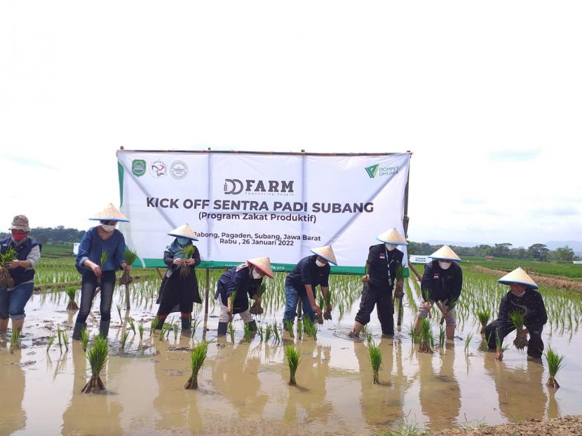 Jajaran pimpinan Dompet Dhuafa dan petani melakukan penanaman padi secara simbolis di lokasi sentra padi Subang, Desa Jabong, Kecamatan Pagaden, Kabupaten Subang, Rabu (26/1). 