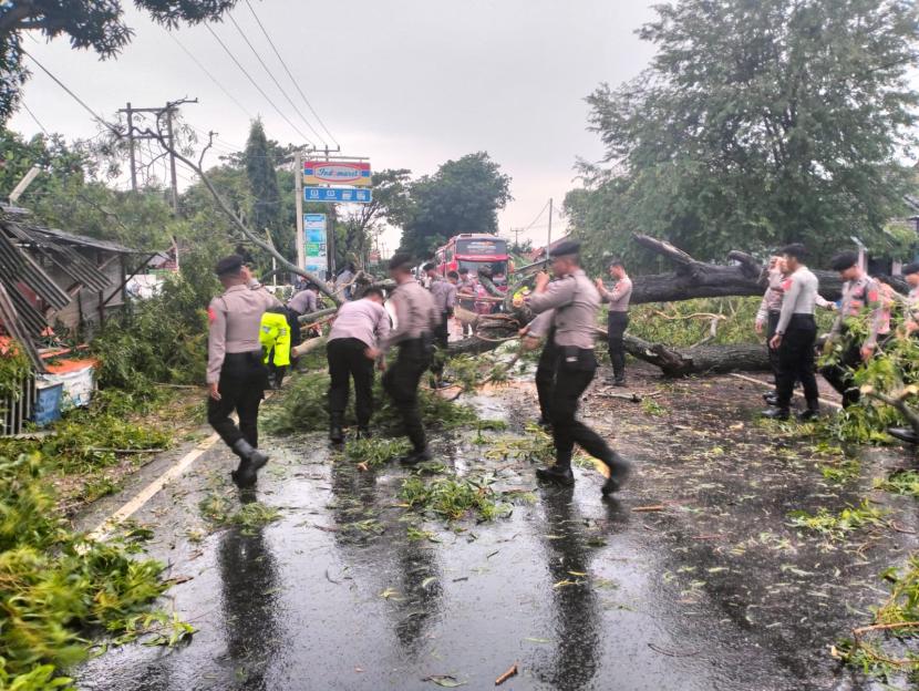 Jajaran Polres Indramayu gerak cepat mengevakuasi pohon yang tumbang di ruas jalan raya Indramayu – Lohbener (Pindangan), Kabupaten Indramayu, Jumat (15/3/2024) sekitar pukul 06.00 WIB. 