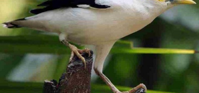 Jalak Putih (Sturnus Melanopterus)