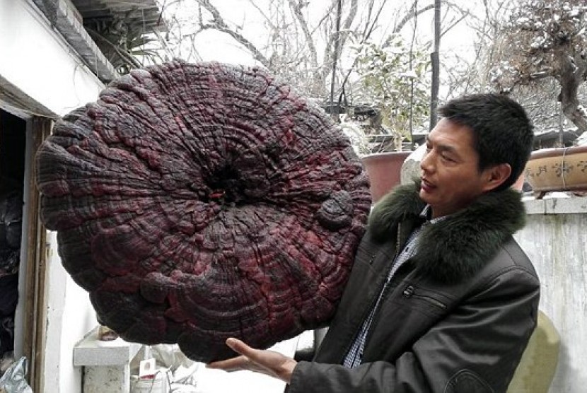 Jamur genoderma raksasa seukuran payung ditemukan di Cina